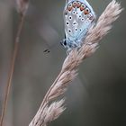 Farbe im vertrocknetten Gras 