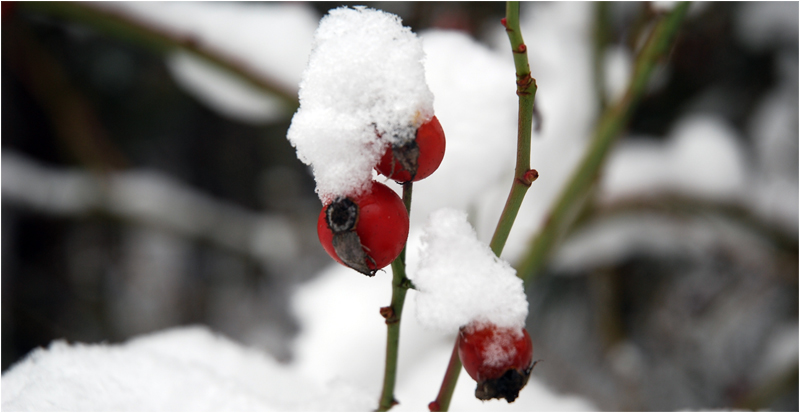 Farbe im Winter