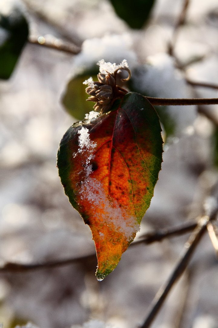 Farbe im Winter