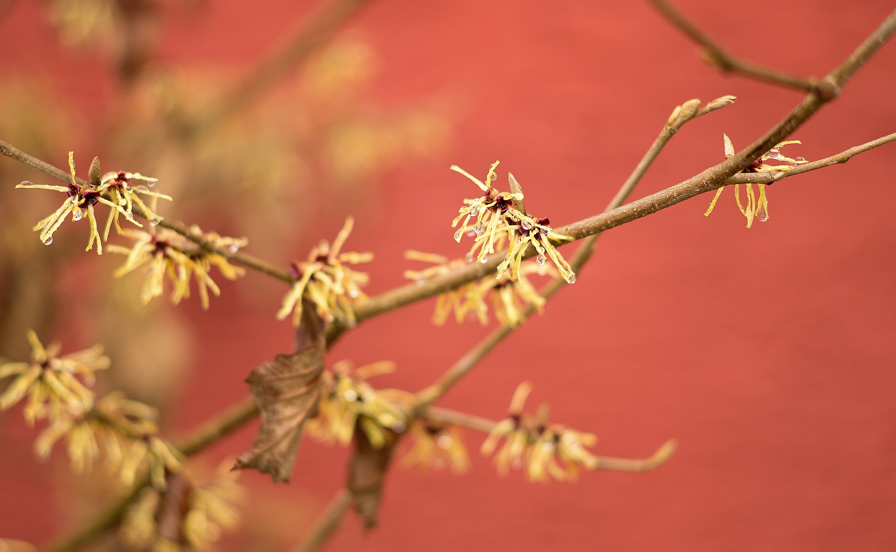 Farbe im Wintergarten