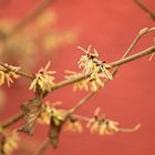 Farbe im Wintergarten