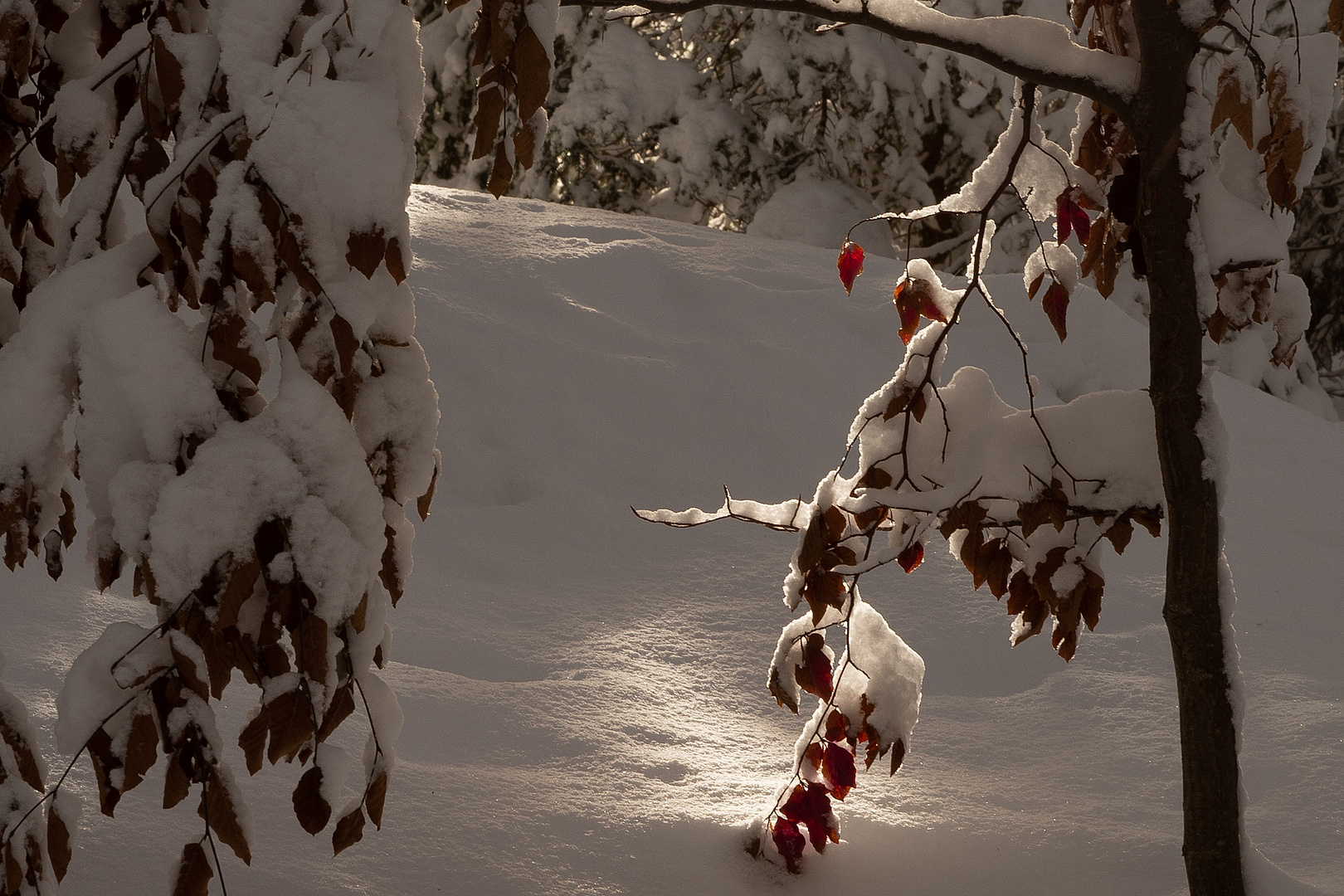 Farbe im Winterwald