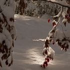 Farbe im Winterwald