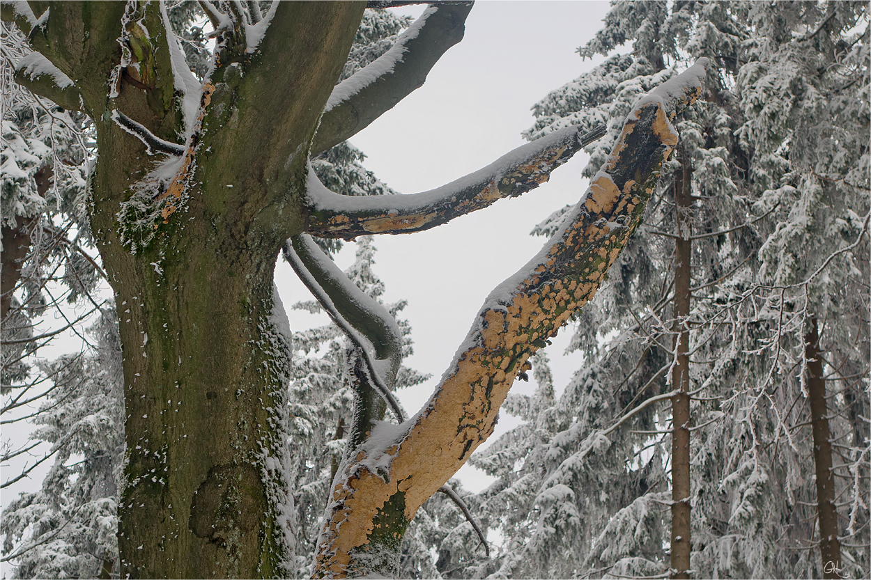 Farbe im Winterwald