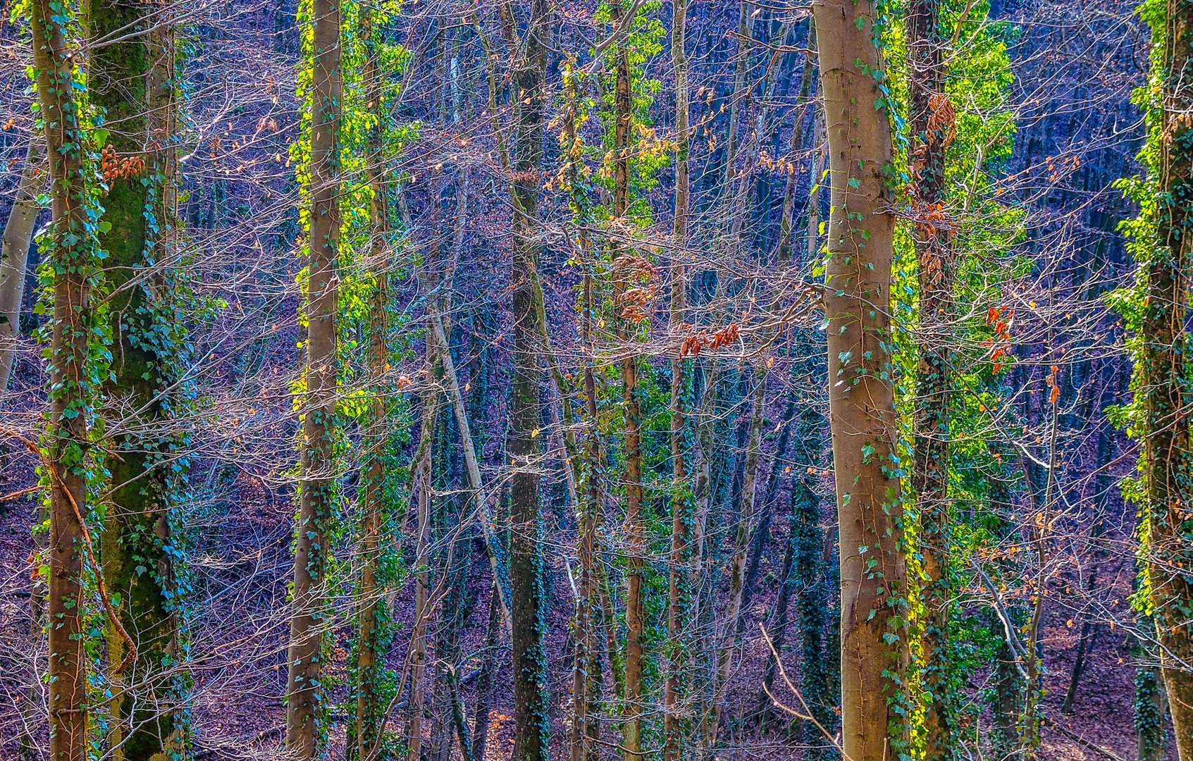 Farbe im Winterwald