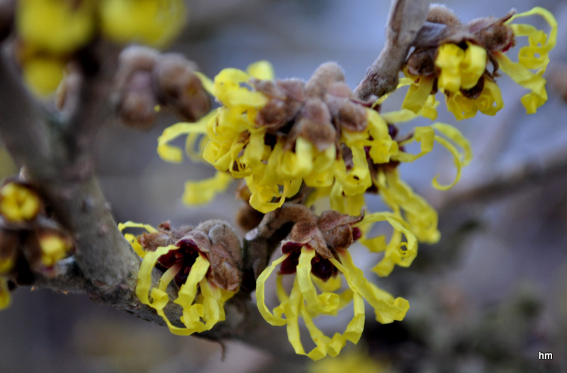 Farbe in den Garten! Die Hamamelis blüht.