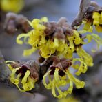 Farbe in den Garten! Die Hamamelis blüht.