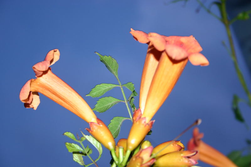 Farbe in der Dämmerung