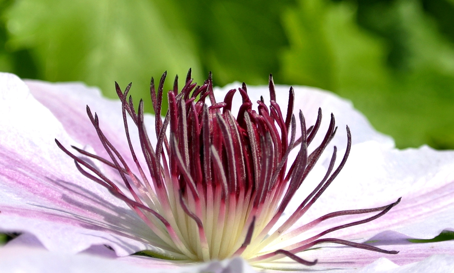 Farbe in der grünen Mauer