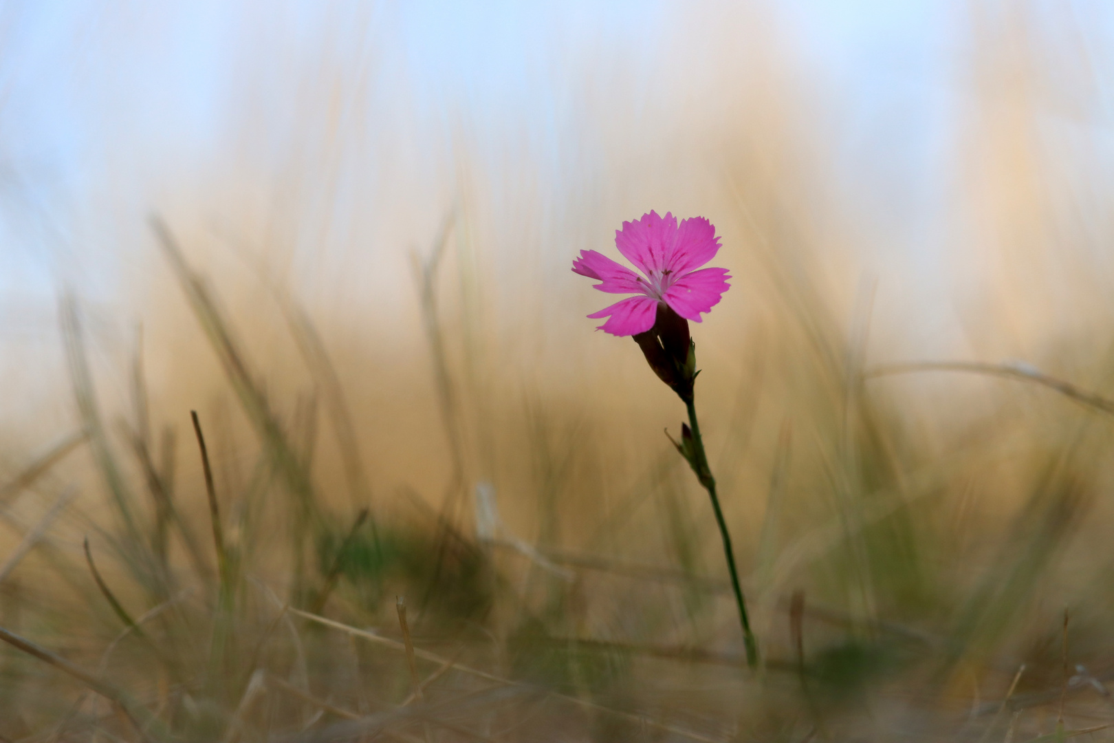 Farbe in der Magerwiese