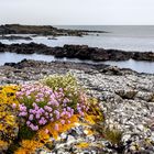 Farbe in grauer Landschaft