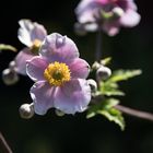 Farbe in trüben Tagen