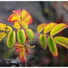 Farbe ins Herbstgrau!