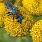Farbe ist Leben
