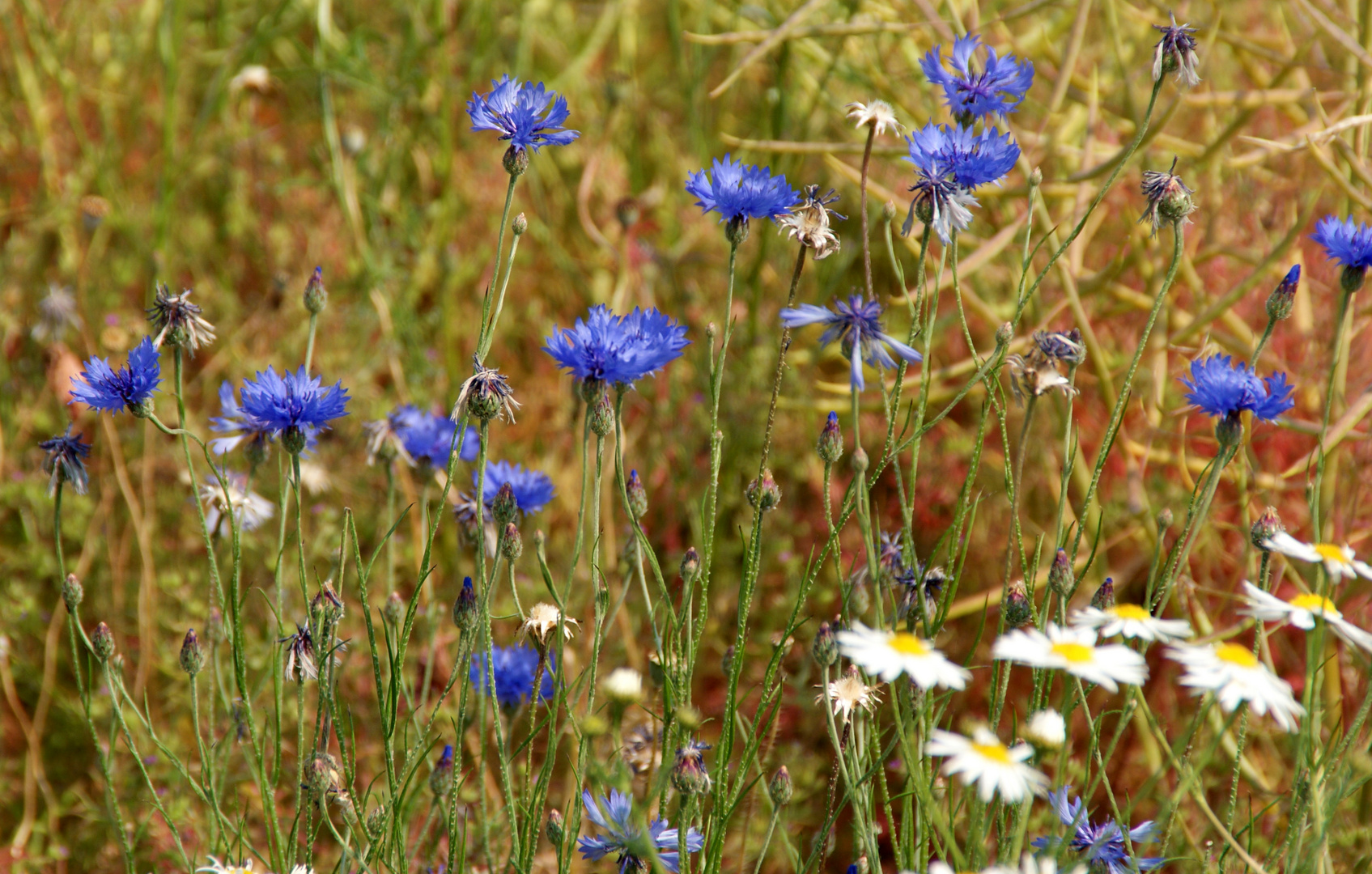 Farbe Kornblumenblau