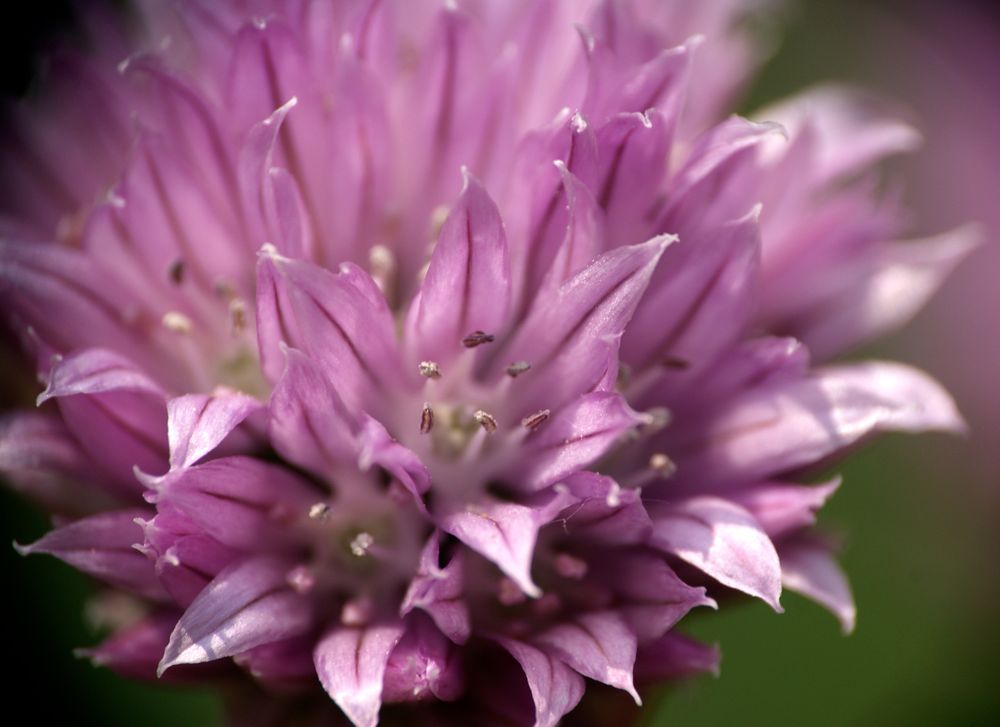 Farbe Lila: Blüte des Schnittlauchs