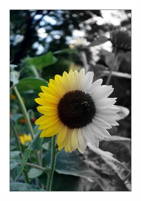 "Farbe oder s/w" für Einsteiger