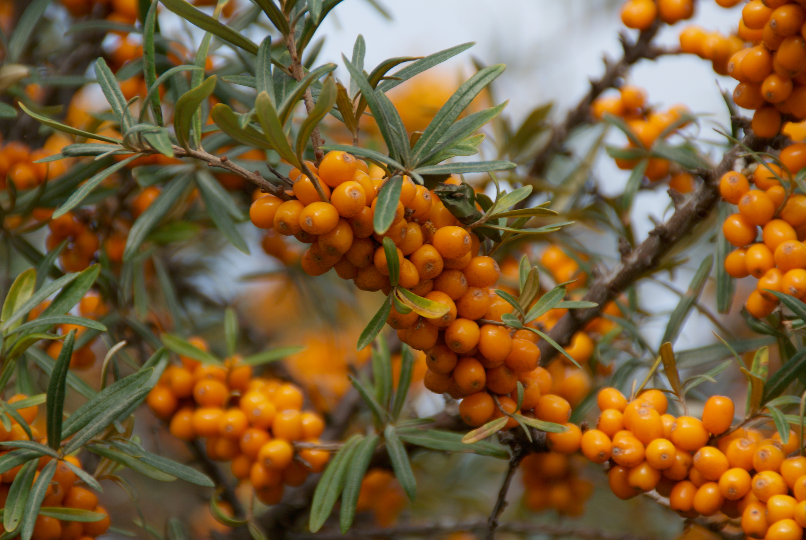 Farbe Orange - Sanddorn auf der Insel Rügen