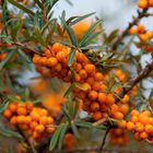 Farbe Orange - Sanddorn auf der Insel Rügen