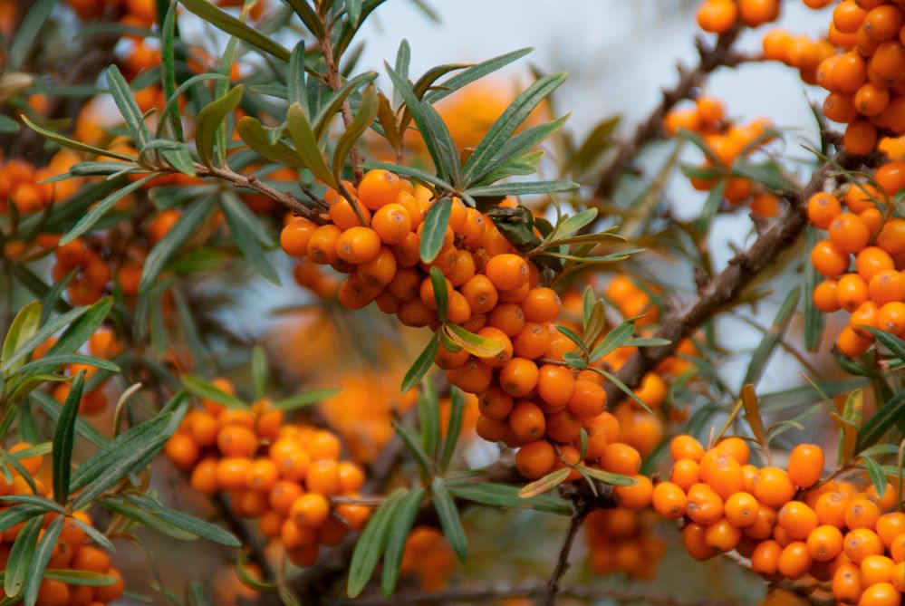 Farbe Orange - Sanddorn auf der Insel Rügen