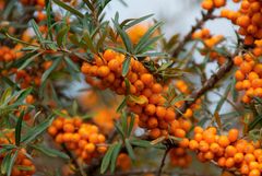 Farbe Orange - Sanddorn auf der Insel Rügen