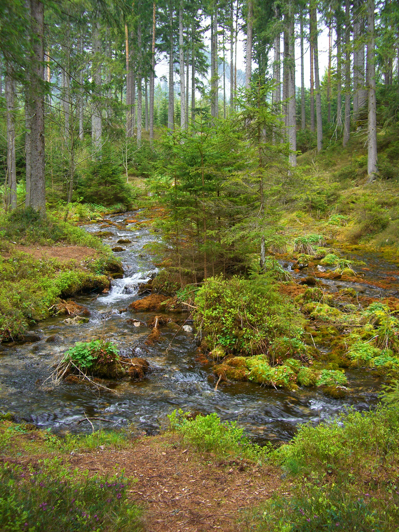 Farbe pur in der Natur