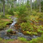 Farbe pur in der Natur