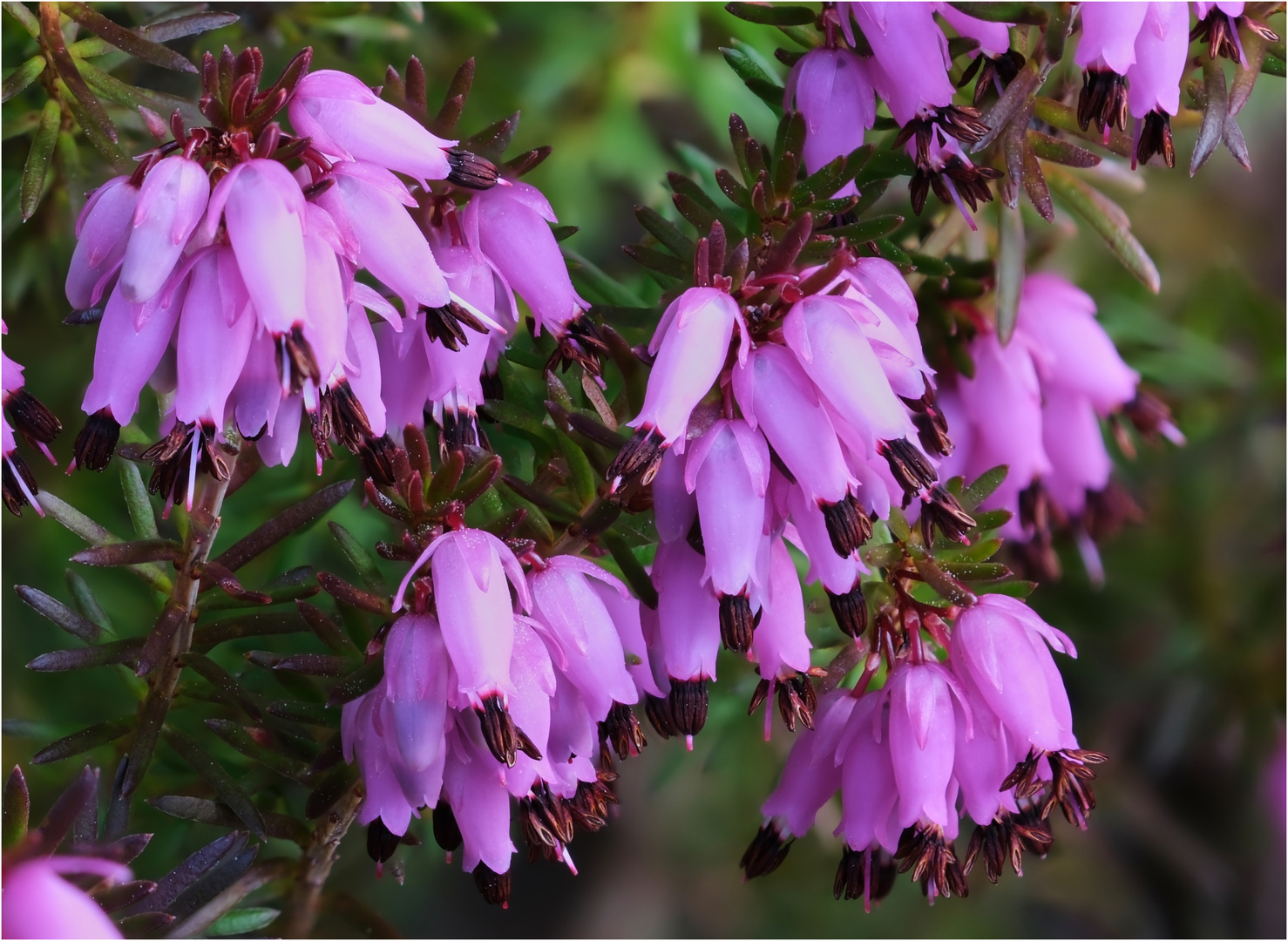 Farbe Rosa-Schneeheide