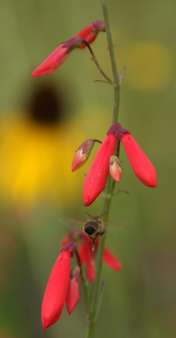 Farbe Rot: Lobelie