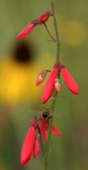 Farbe Rot: Lobelie