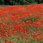 Farbe Rot: Mohn …