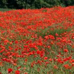 Farbe Rot: Mohn …