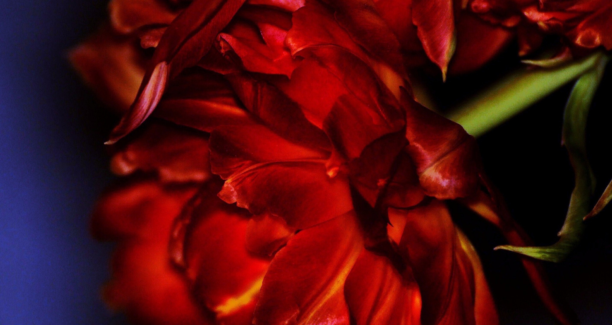Farbe rot oder die Tulpe