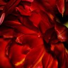 Farbe rot oder die Tulpe