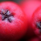 Farbe Rot: unreife Früchte der Felsenbirne