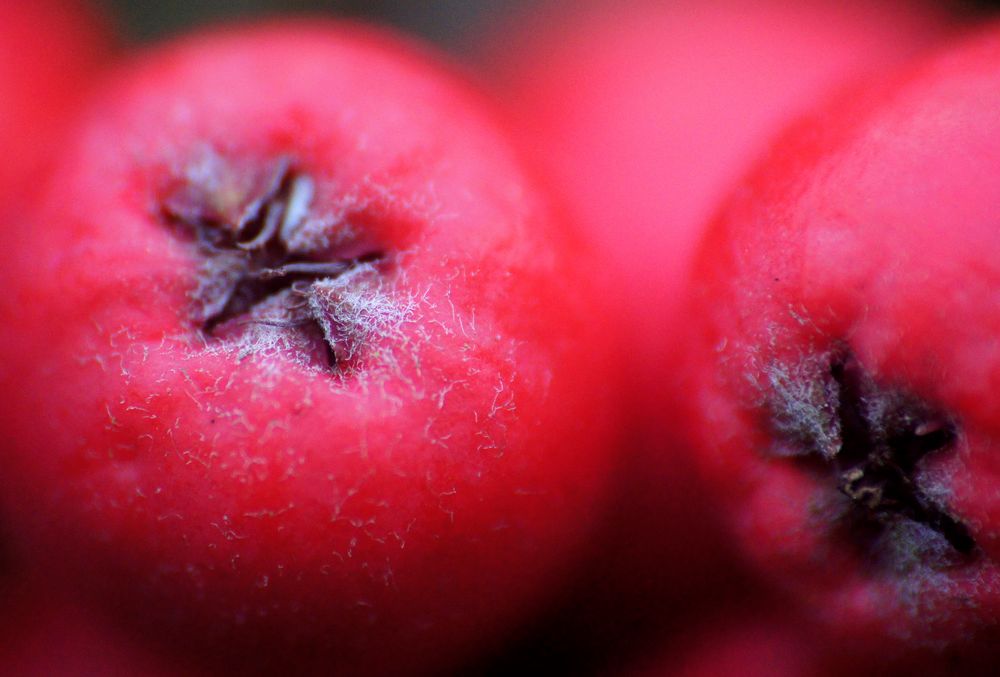 Farbe Rot: unreife Früchte der Felsenbirne