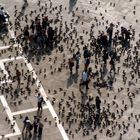 Farbe Schwarz: Tauben – die Seuche von Venedig