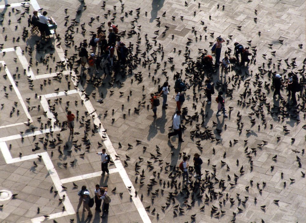 Farbe Schwarz: Tauben – die Seuche von Venedig