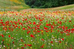 Farbe soweit das Auge reicht....Toscana....