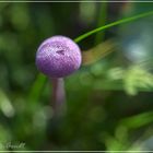 Farbe und Licht im Wald