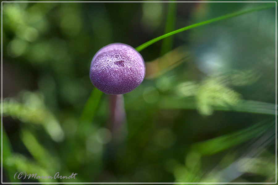 Farbe und Licht im Wald