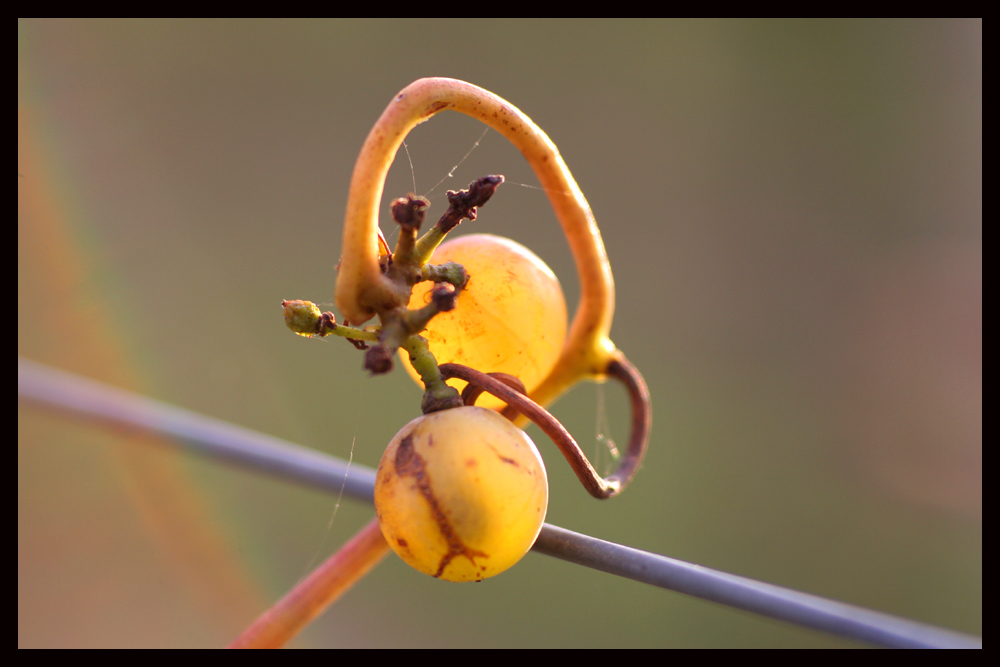 Farbe vom letzten Herbst (4)