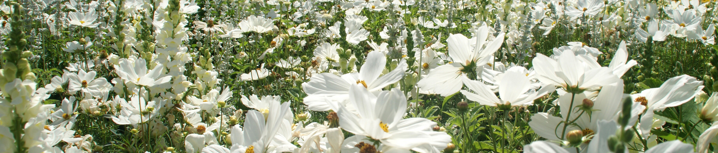 Farbe Weiß: Margeriten und Löwenmäulchen