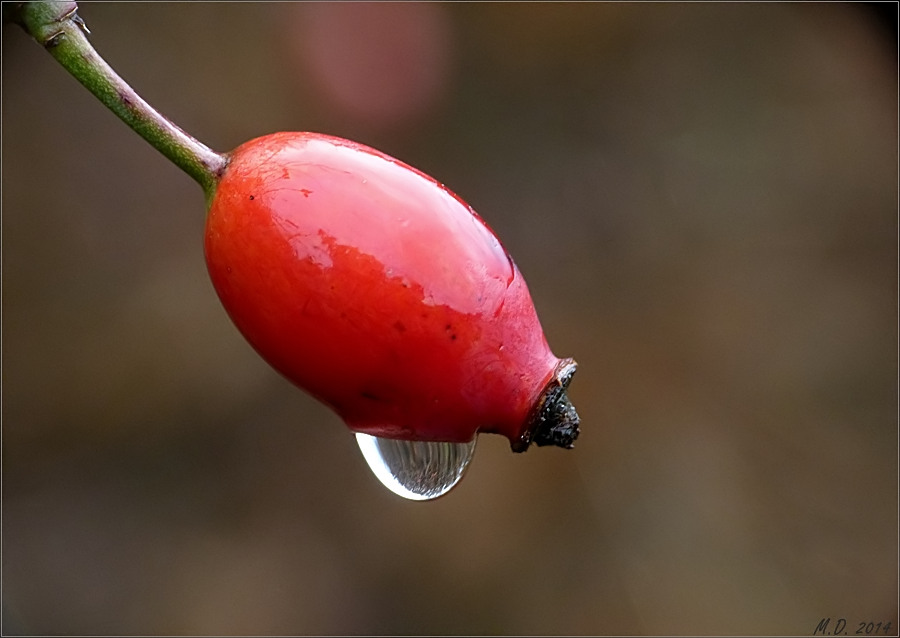 Farbe zeigte heute die Hagebutte auch im Regen.