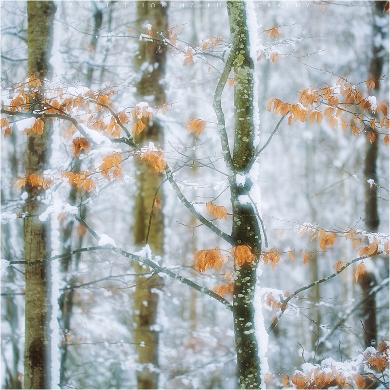 Farbe........in Winterwald