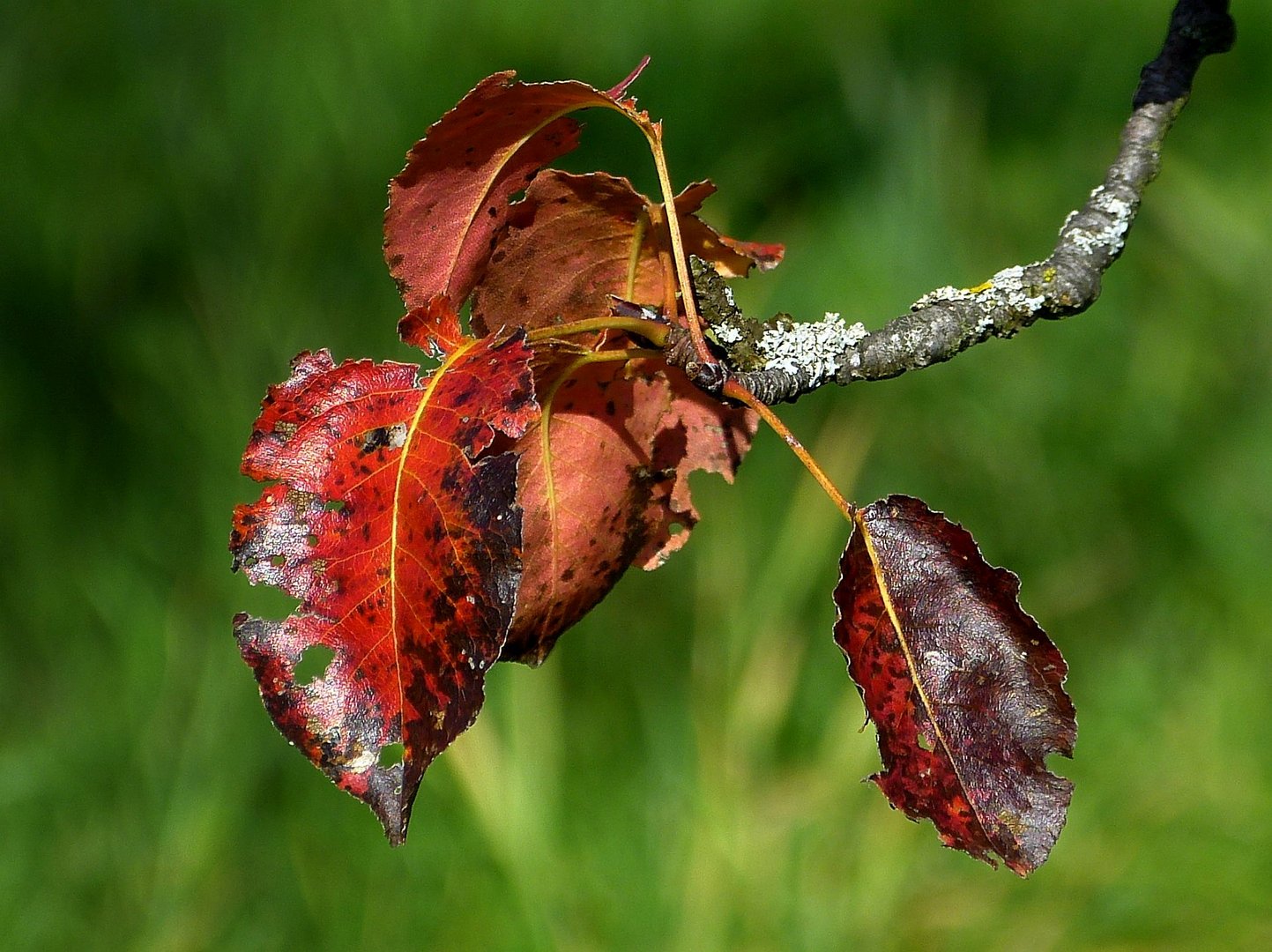 Farben am Birnbaum