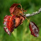 Farben am Birnbaum