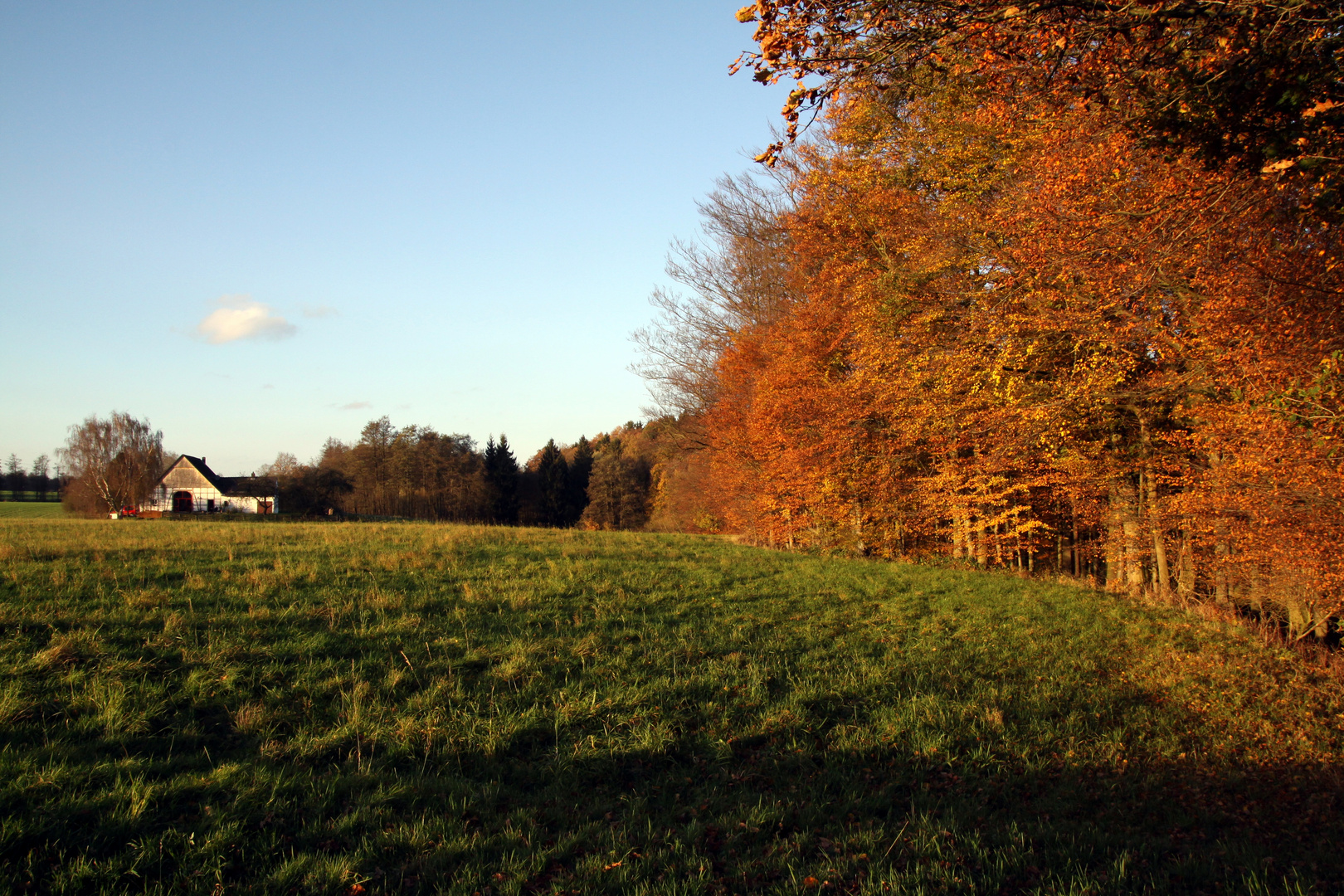 Farben am Waldrand