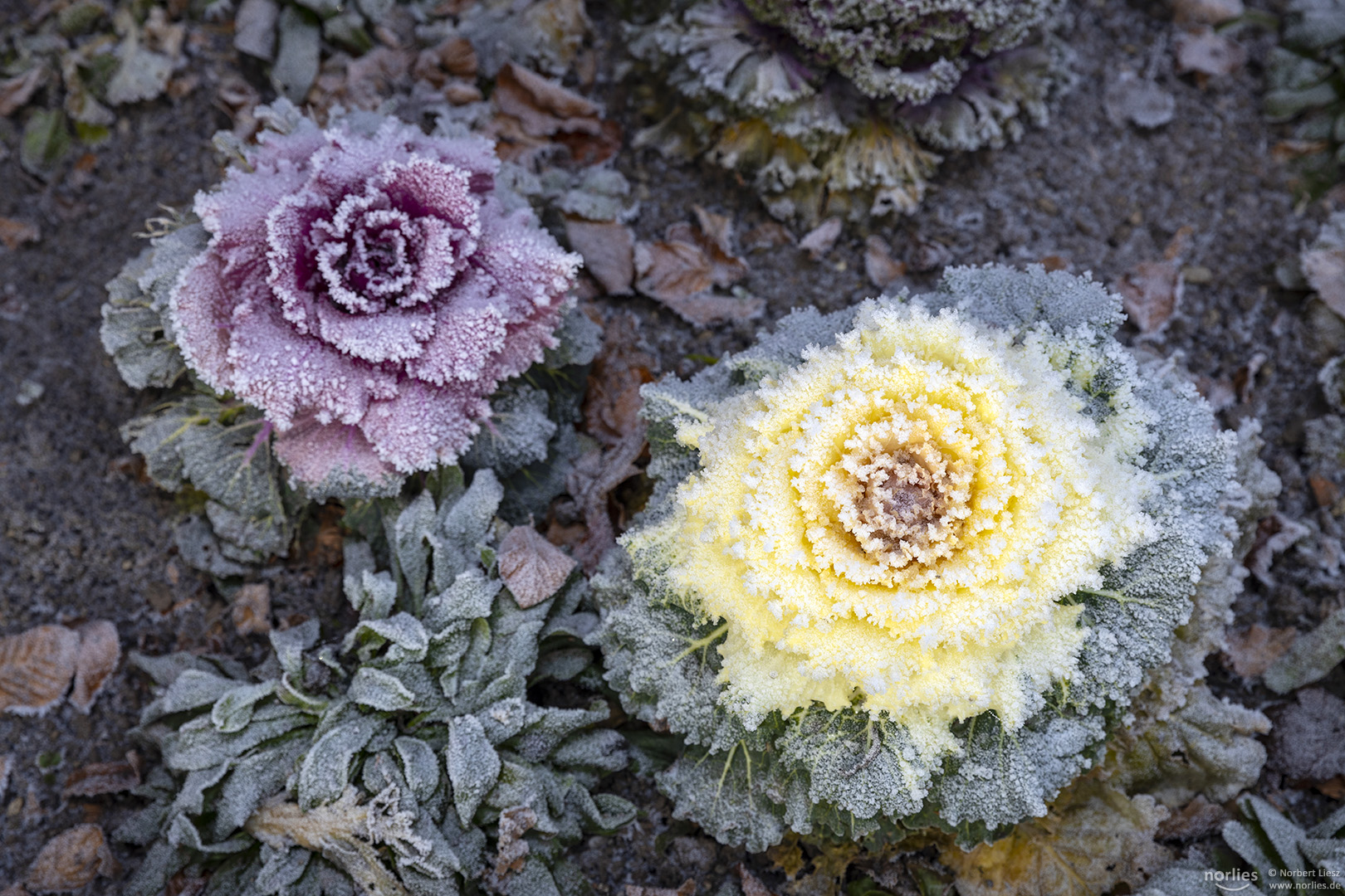 Farben beim Zierkohl