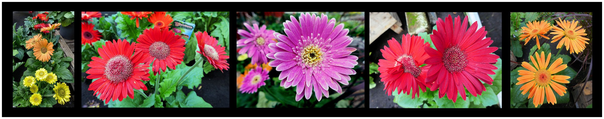 Farben der Gerbera